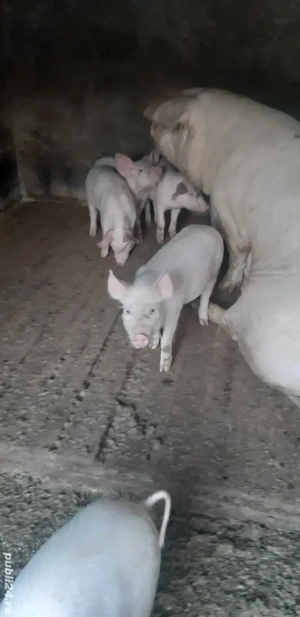 Grasuni Marele Alb Cu Landrace