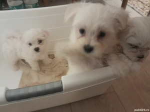 Doua cățelușe disponibile! - imagine 4