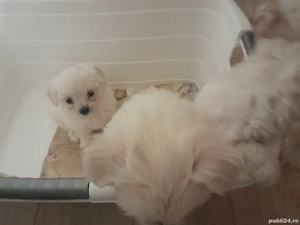 Doua cățelușe disponibile! - imagine 2
