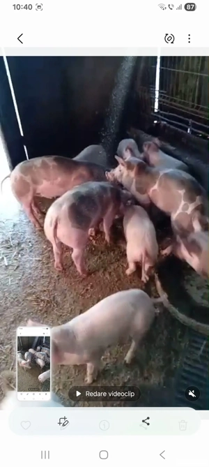 soldani petreni si landras - imagine 4