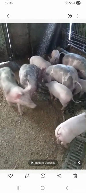 soldani petreni si landras - imagine 5