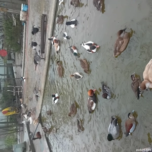 vand pasari de apă  - imagine 2