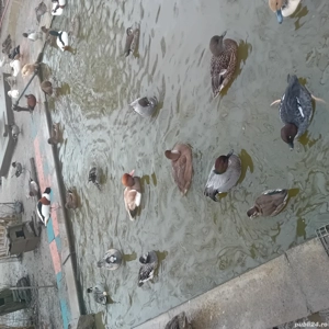 vand pasari de apă  - imagine 3