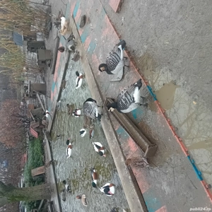 vand pasari de apă  - imagine 4