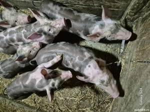 Purcei rasa petrain din părinți petrain