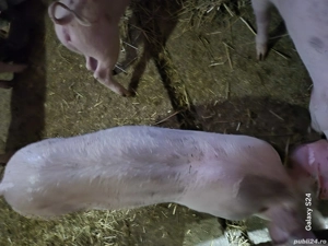 Godaci de la 30 la 45-50 kg landrace si landrace cu petrain - imagine 5