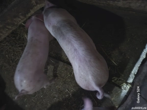 Godaci de la 30 la 45-50 kg landrace si landrace cu petrain - imagine 2