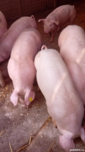 Purcei de vanzare  - imagine 3