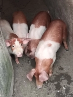 Vând 4 porci 2masculi și 2 femele de 12 săptămâni,rasă duroc, preț 400 bucata - imagine 2