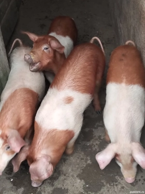Vând 4 porci 2masculi și 2 femele de 12 săptămâni,rasă duroc, preț 400 bucata - imagine 3