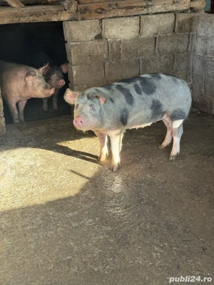 purcei de rasa - imagine 3