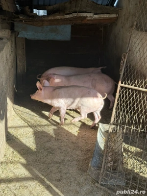 purcei de rasa - imagine 2