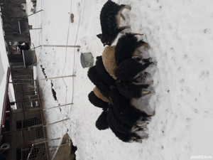 purcei si suldei mangalita. - imagine 4