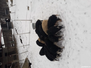 purcei si suldei mangalita. - imagine 2