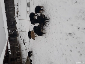 purcei si suldei mangalita. - imagine 3