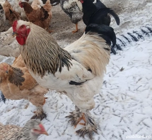 Vând cocoș Brahma!!