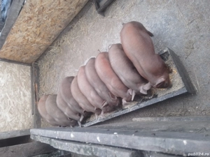 de vanzare 10 grasuni rasa duroc