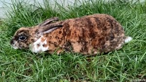 Iepuriță Rex tricolor mare  - imagine 4