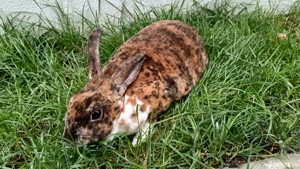 Iepuriță Rex tricolor mare  - imagine 5