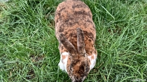 Iepuriță Rex tricolor mare  - imagine 2