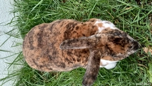 Iepuriță Rex tricolor mare  - imagine 3