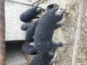 vand suldei mangalita