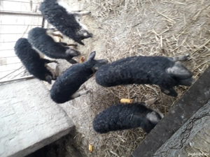 vand suldei mangalita - imagine 2