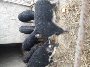 vand suldei mangalita - imagine 3