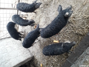 vand suldei mangalita - imagine 4