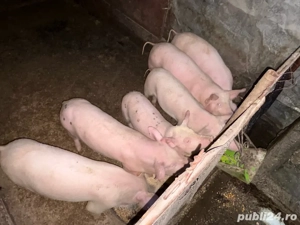 vand purcei - imagine 3