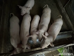 vand purcei - imagine 2