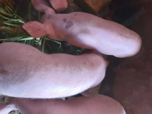 Grăsuni de vânzare.. - imagine 2