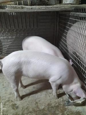 Vind 2 soldani rasa de carne sunt perechi 