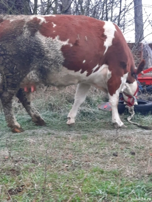 Vând vaca buna de lapte 