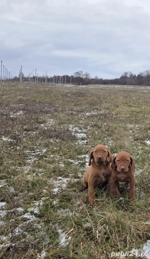 Vijla maghiară de vânzare  - imagine 2