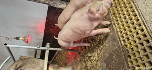 Duroc de 5 saptamani