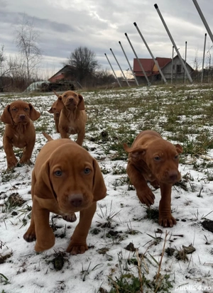 Vijla maghiară de vânzare  - imagine 3