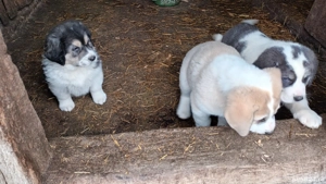 Vând căței asia centrală  - imagine 2