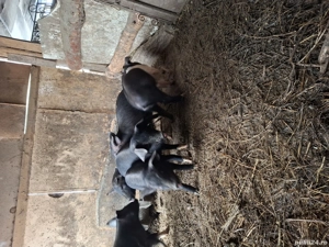 purcei de. vanzare - imagine 3