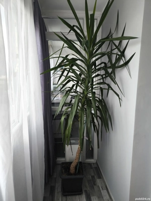 Arbore Yucca 