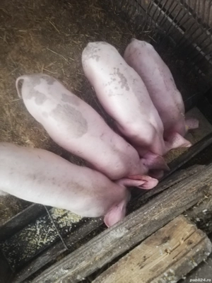 Vând purcei  - imagine 2