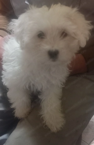 Vând Bisoni Maltezi 