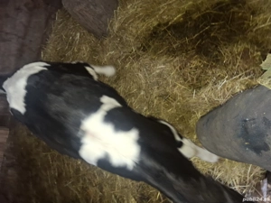 Vitel din monta artificiala - imagine 2