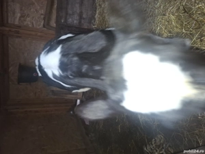 Vitel din monta artificiala - imagine 5