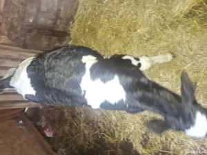 Vitel din monta artificiala