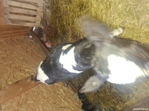 Vitel din monta artificiala - imagine 4