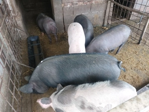 Soldani de 60-70 kg.