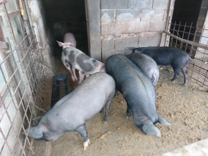 porci de vânzare de 70 kg. - imagine 4