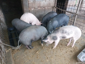 porci de vânzare de 70 kg. - imagine 3