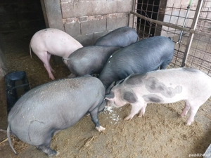 porci de vânzare de 70 kg. - imagine 5